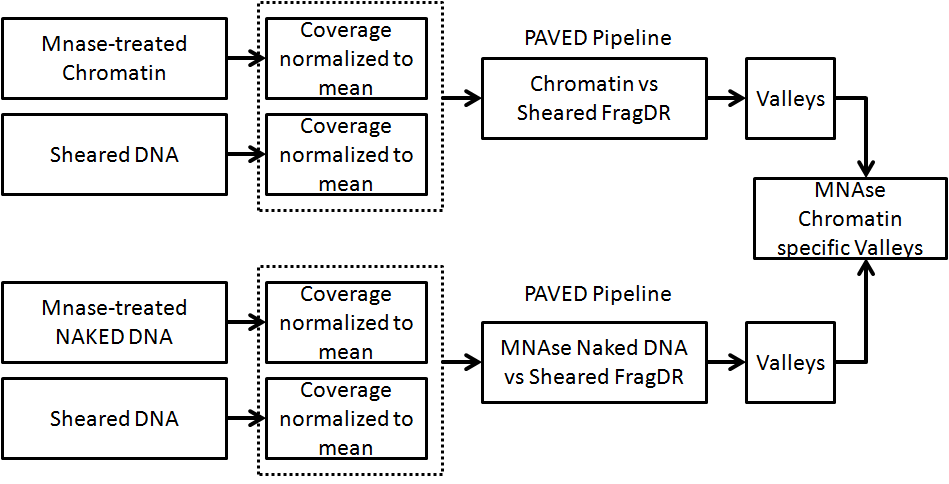 MNAseExperimentalDesign